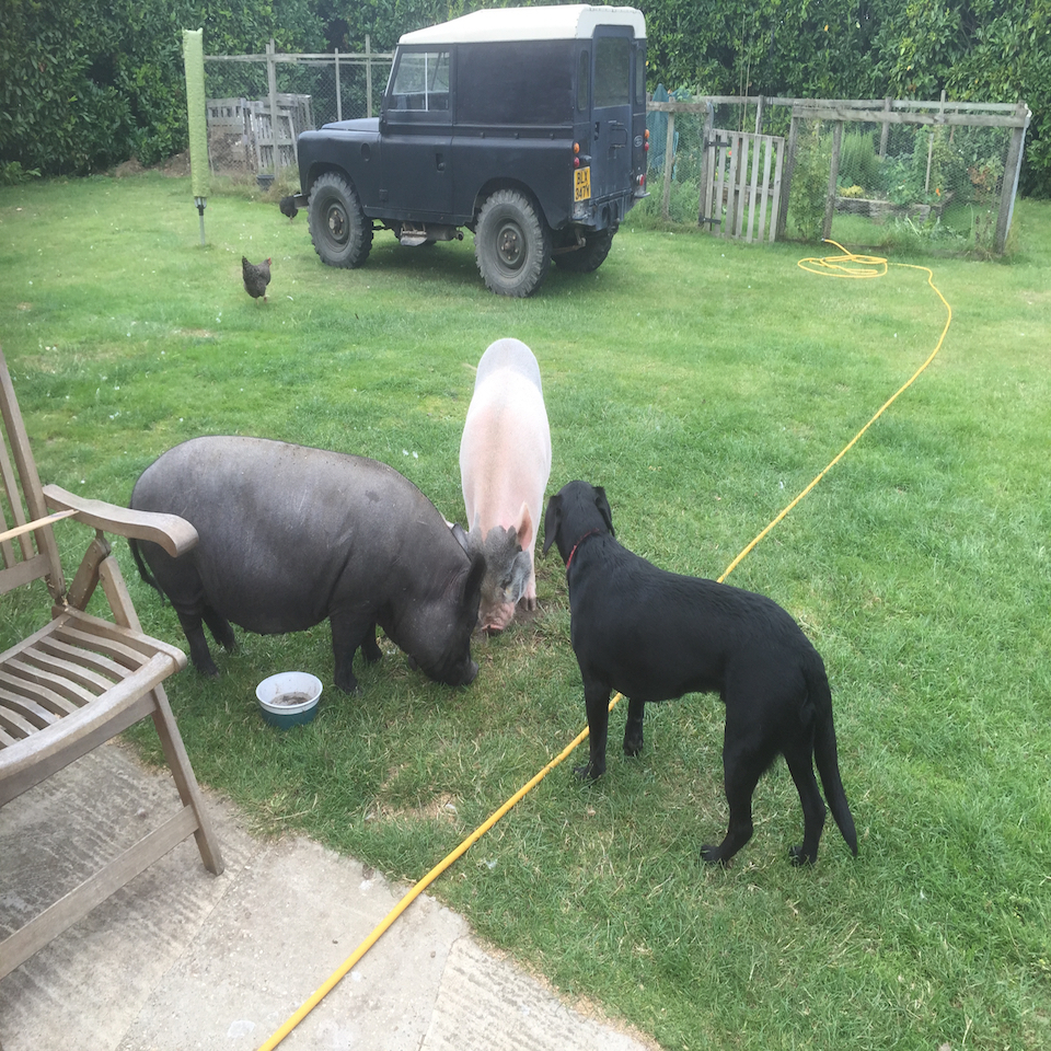 Pumba and Pinka - The Kune Kune Pigs!