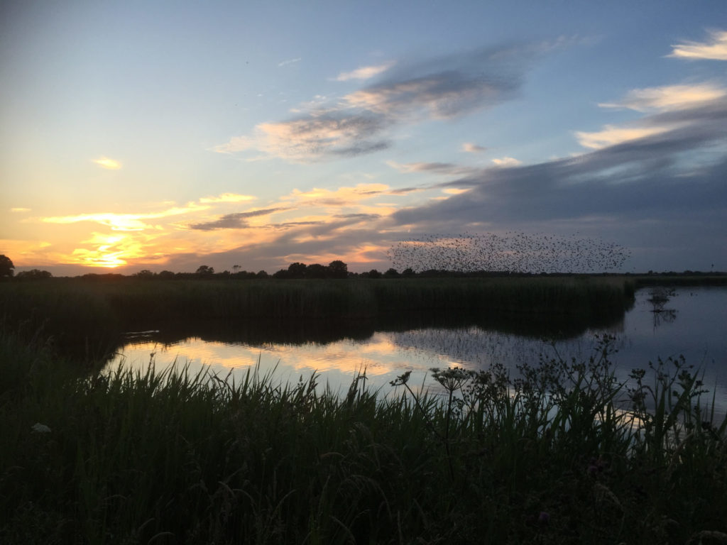 2015-RSPB-Otmoor-Starlings-Open-Hide