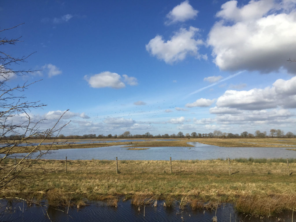 2015-RSPB-Otmoor-sunny