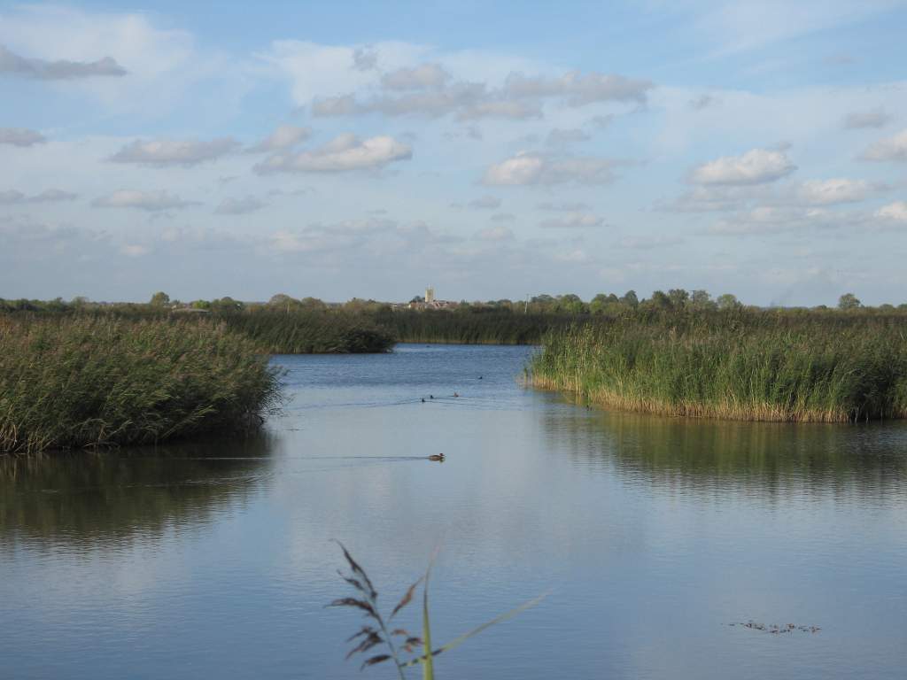 RSPB Otmoor reedbed