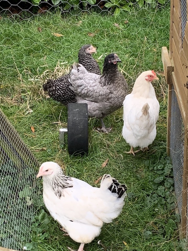 Our Hens!
